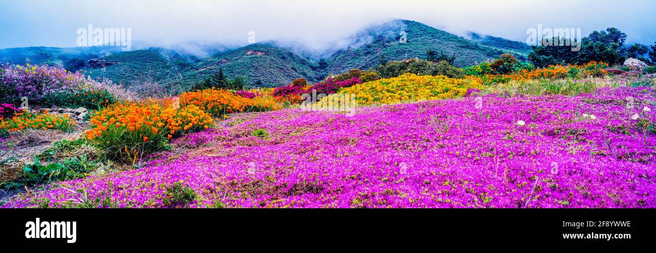 Landscape with colorful flowers, California, USA Stock Photo