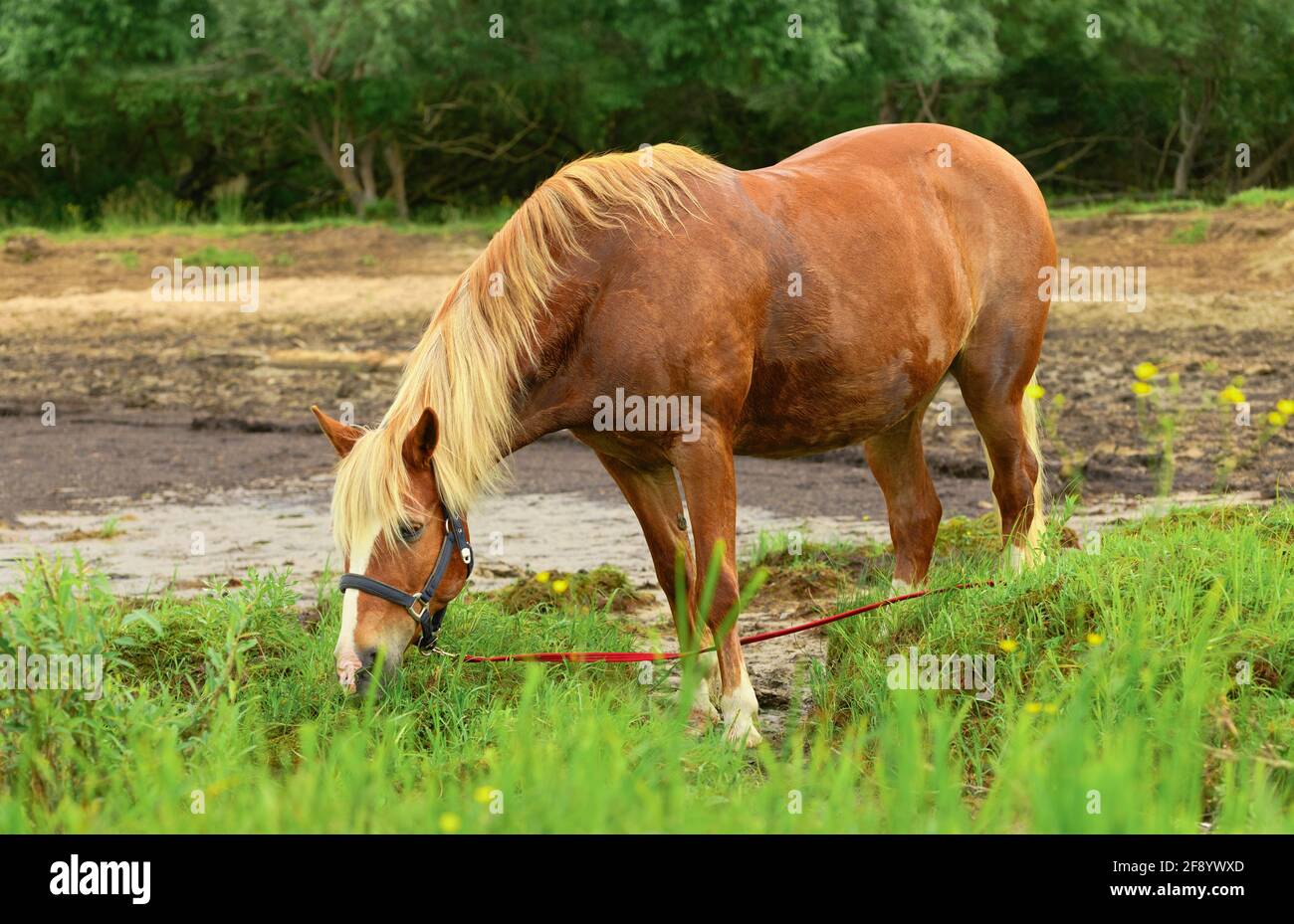 Horse in dry grass hi-res stock photography and images - Alamy