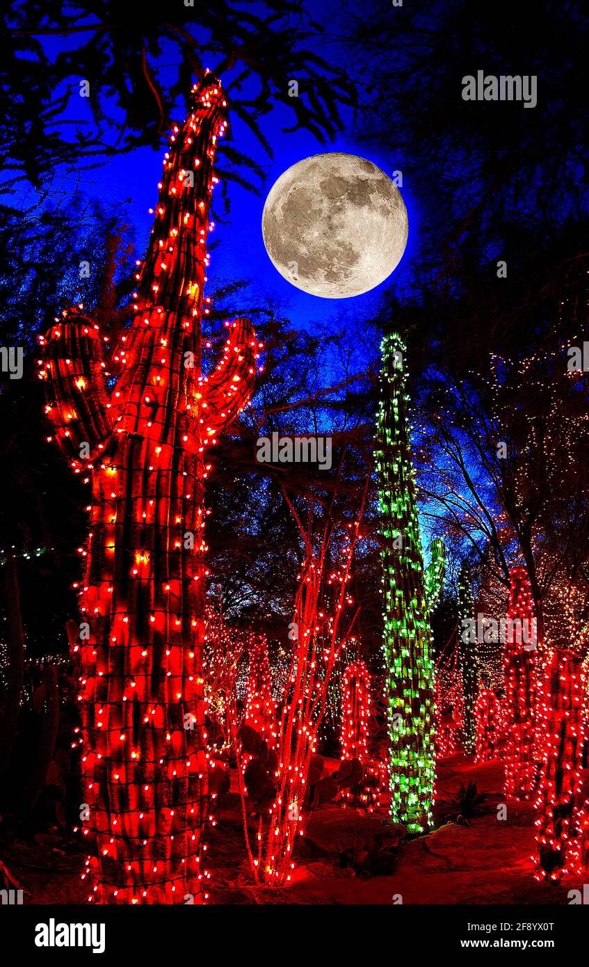 Cacti decorated with Christmas lights under full moon at night