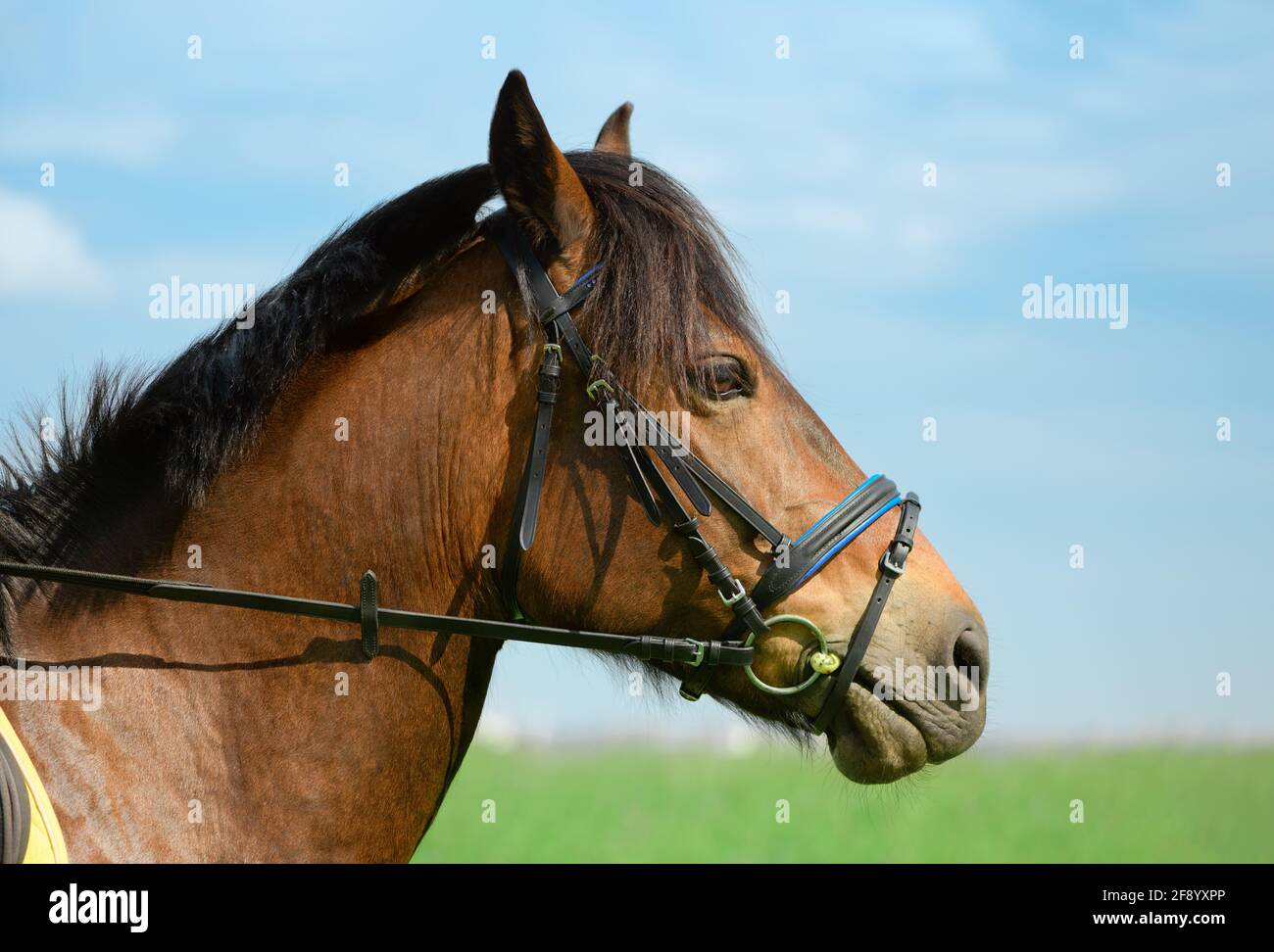 Horse with its black snaffle bridle is outdoors, close-up portrait. Trotter is standing on the beautiful blurred background, side view. Stock Photo