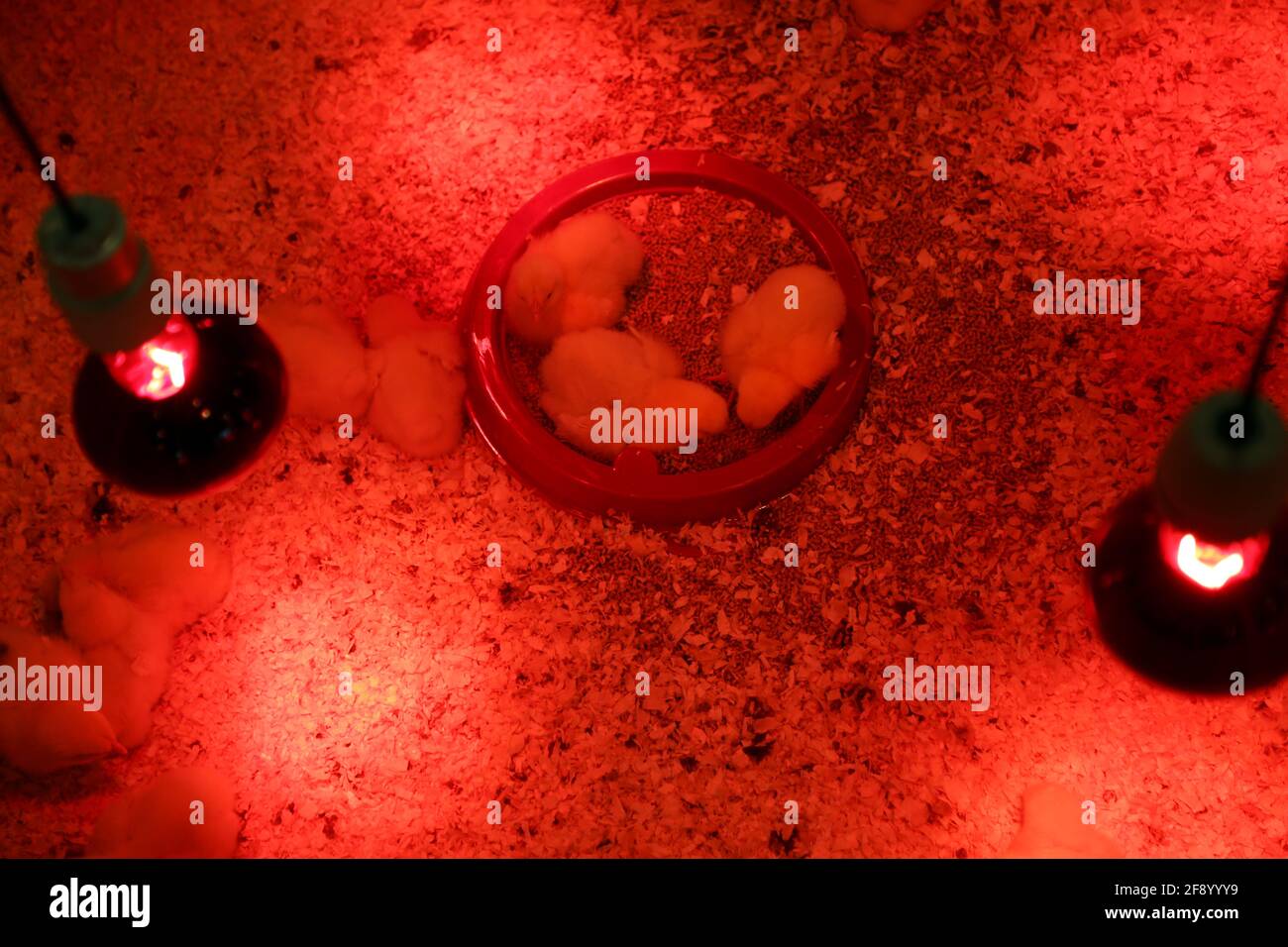 Baby chickens heat lamp hires stock photography and images Alamy