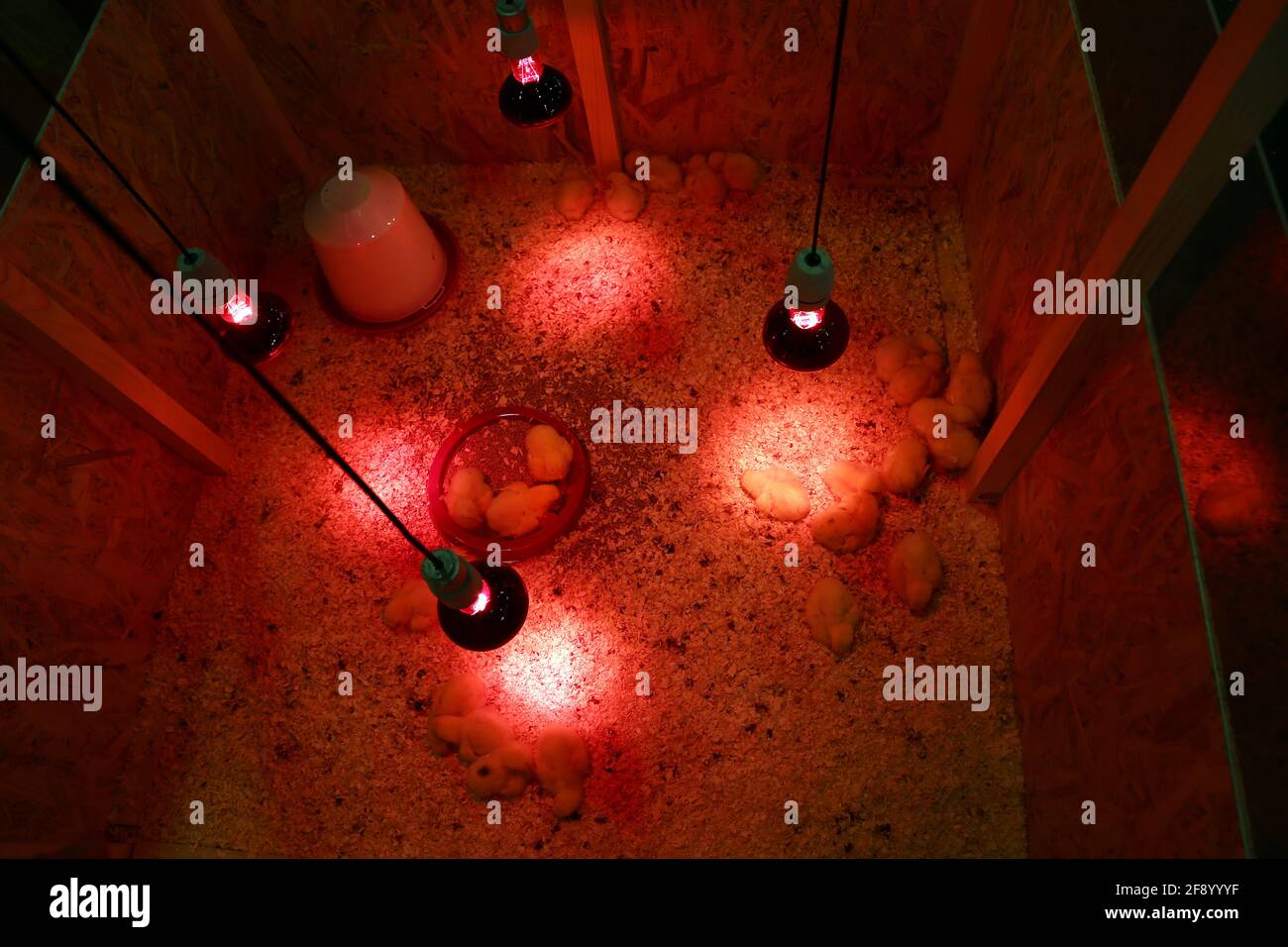 Baby chickens heat lamp hires stock photography and images Alamy