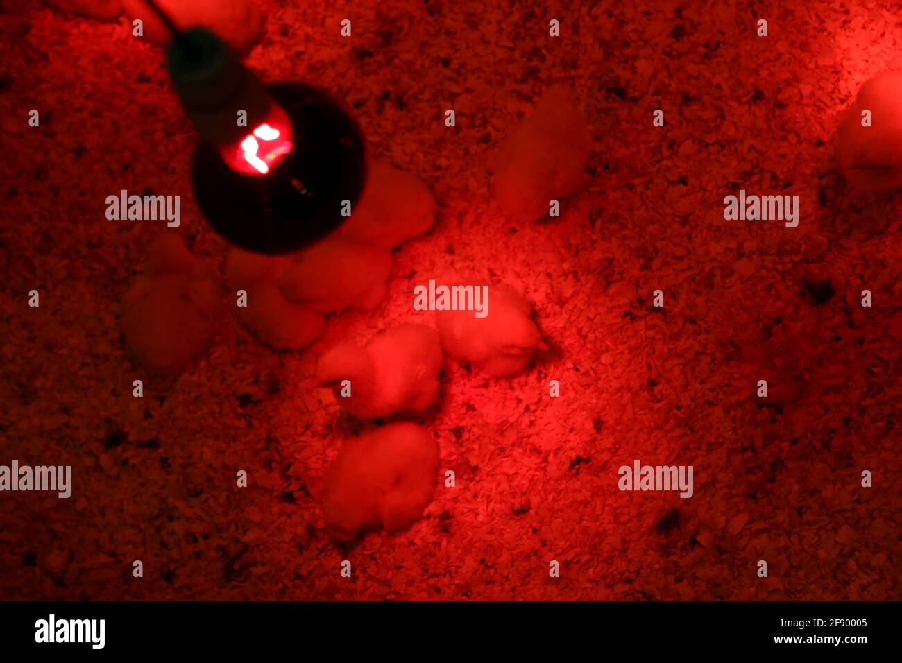 Baby chickens heat lamp hires stock photography and images Alamy