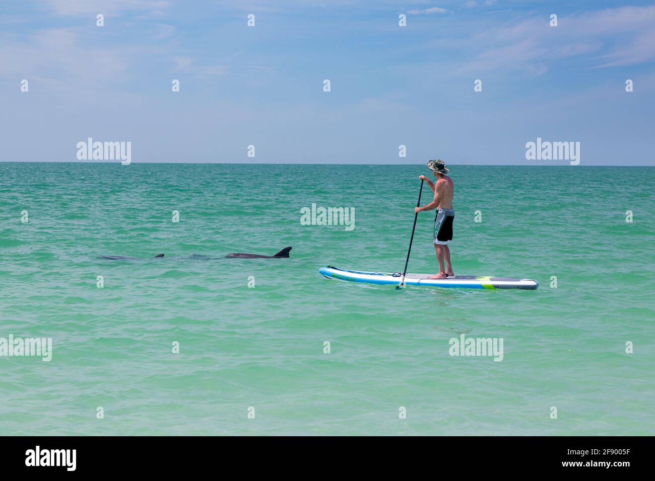 Pair of Bottlenose Dolphins swim past a man on a Paddle Board in the Gulf of Mexico, Naples, Florida, USA Stock Photo