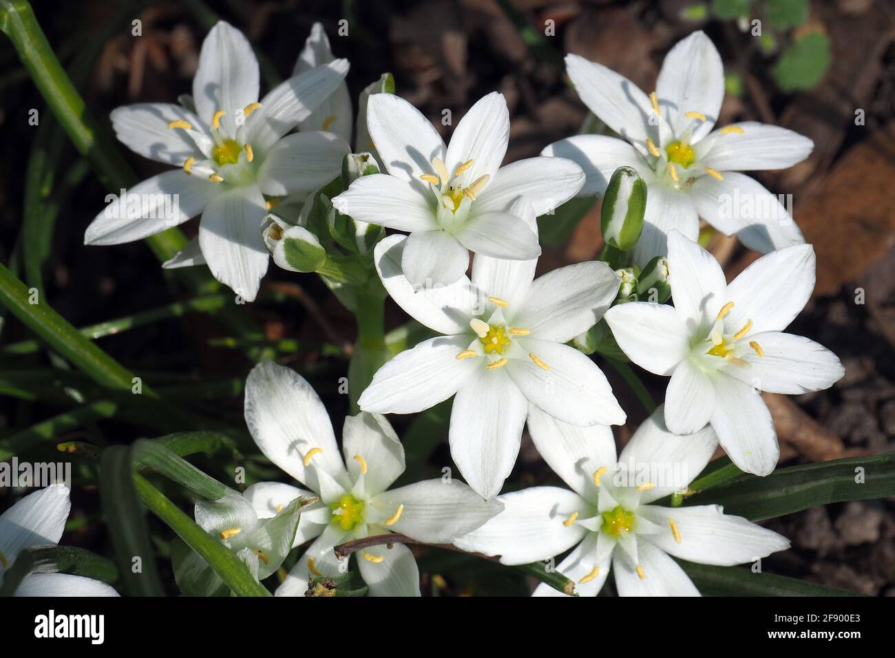 garden star-of-Bethlehem, grass lily, nap-at-noon, Dolden-Milchstern ...