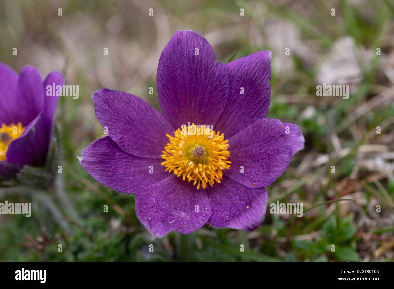A Pasqueflower (Pulsatilla vulgaris) enjoying the spring weather on a UK chalk hillside. Stock Photo