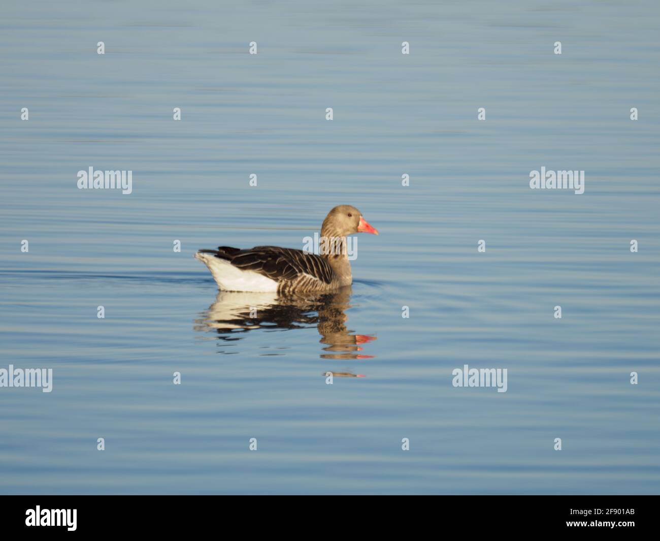 A Greylag Goose (Anser anser) swimming across a calm blue lake. Stock Photo