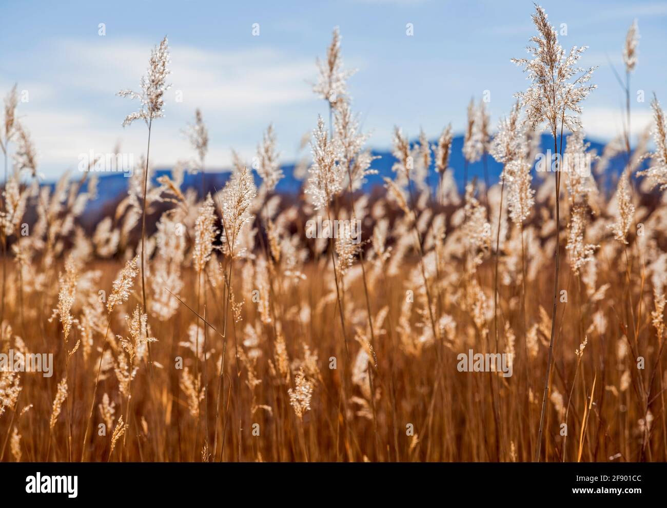 Close-up of grass at Bosque Del Apache National Wildlife Refuge, New Mexico, USA Stock Photo
