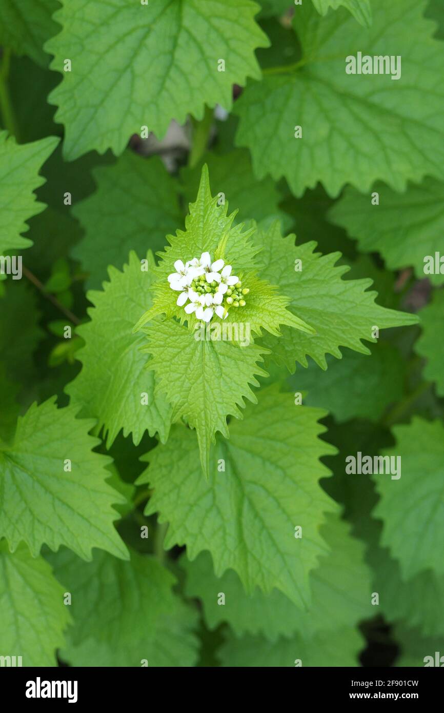 garlic mustard, garlic root, hedge garlic, Knoblauchsrauke, Alliaria petiolata, kányazsombor, Budapest, Hungary, Magyarország, Europe Stock Photo