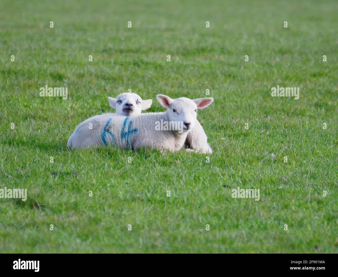 A Pair of lambs (Ovis aries) resting in a field. Stock Photo