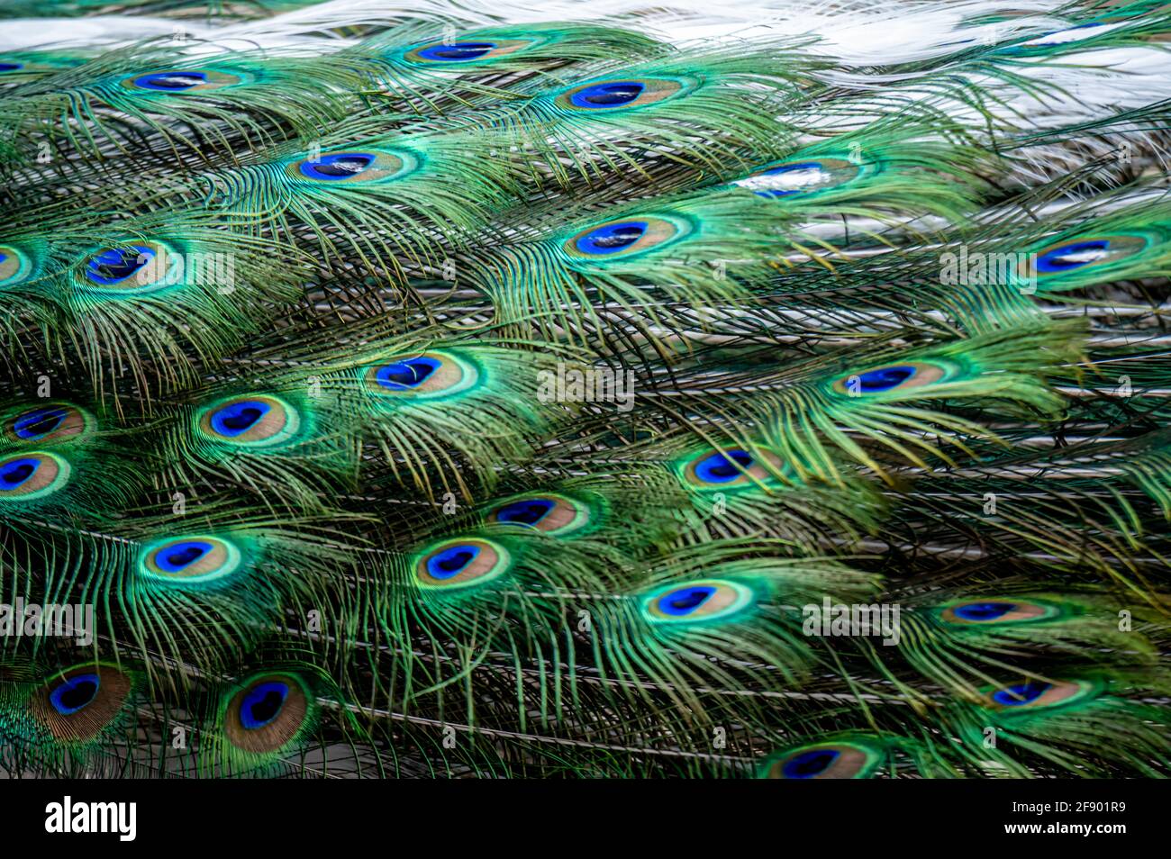 Peacock feather close up. Male Indian peafowl. Metallic blue and green plumage. Quill feathers. Natural pattern with eyespots. Beauty in nature. Stock Photo