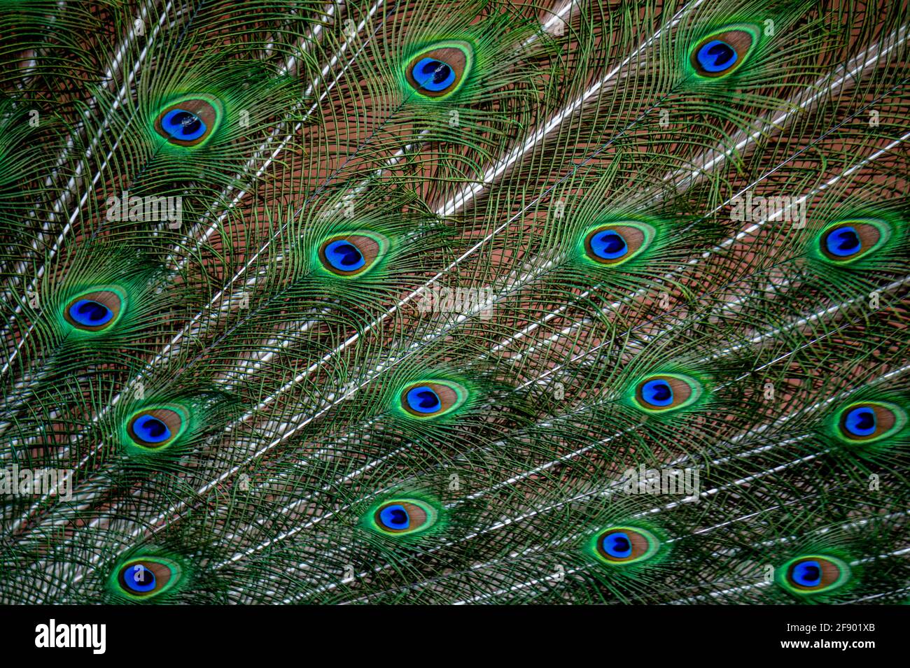 Peacock feather close up. Male Indian peafowl. Metallic blue and green plumage. Quill feathers. Natural pattern with eyespots. Beauty in nature. Stock Photo
