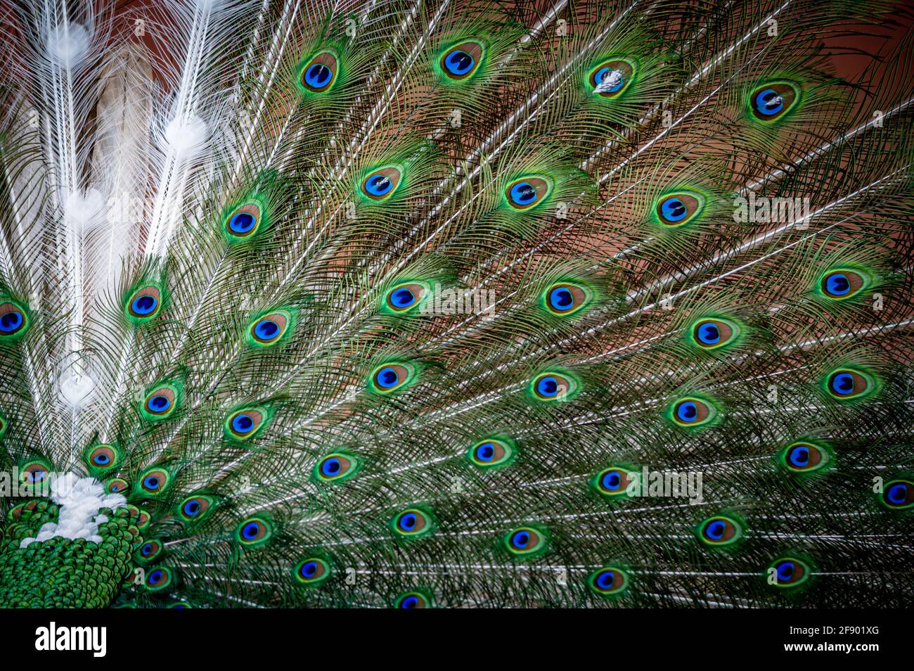 Peacock feather close up. Male Indian peafowl. Metallic blue and green plumage. Quill feathers. Natural pattern with eyespots. Beauty in nature. Stock Photo