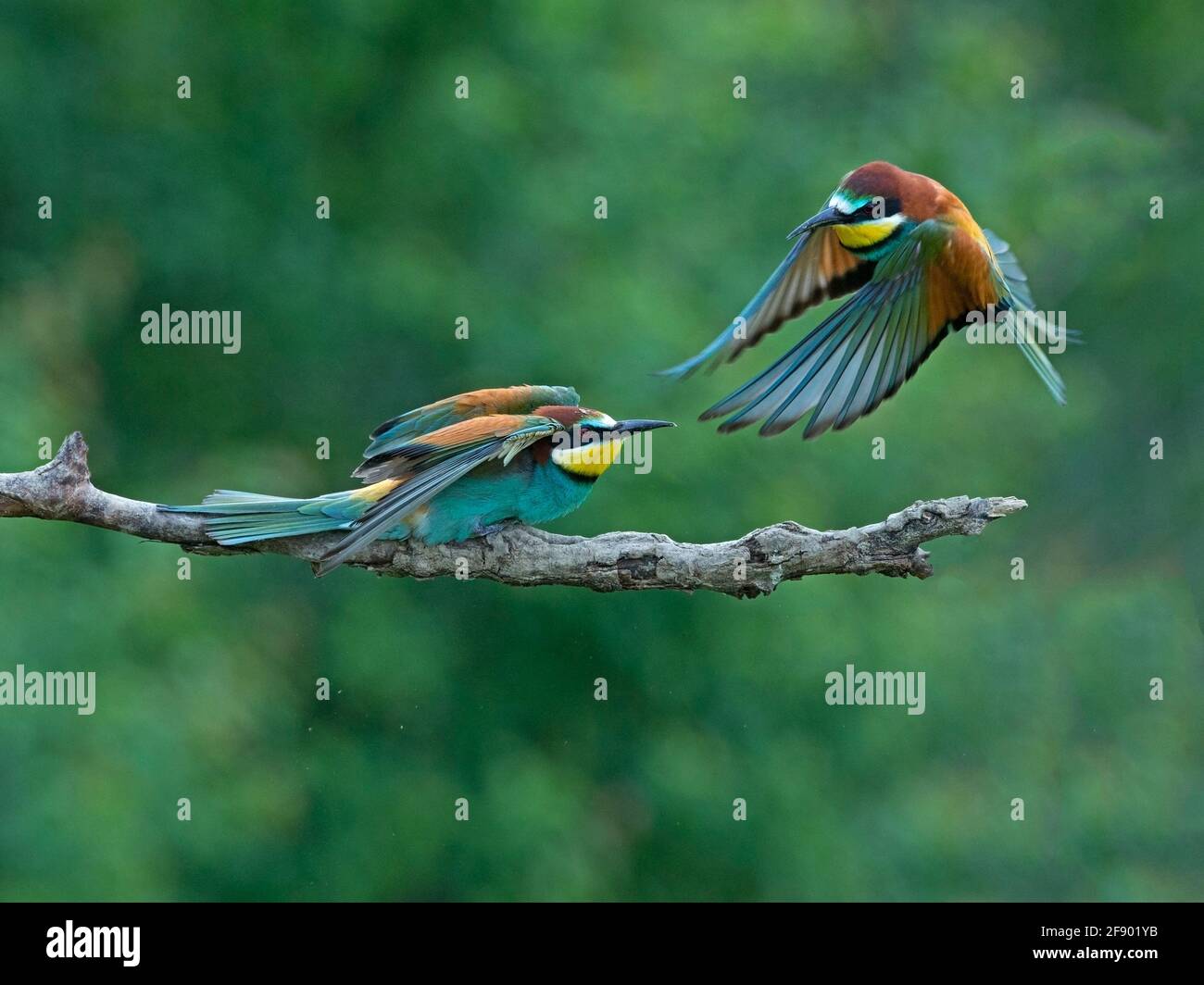 European bee-eater attack Stock Photo