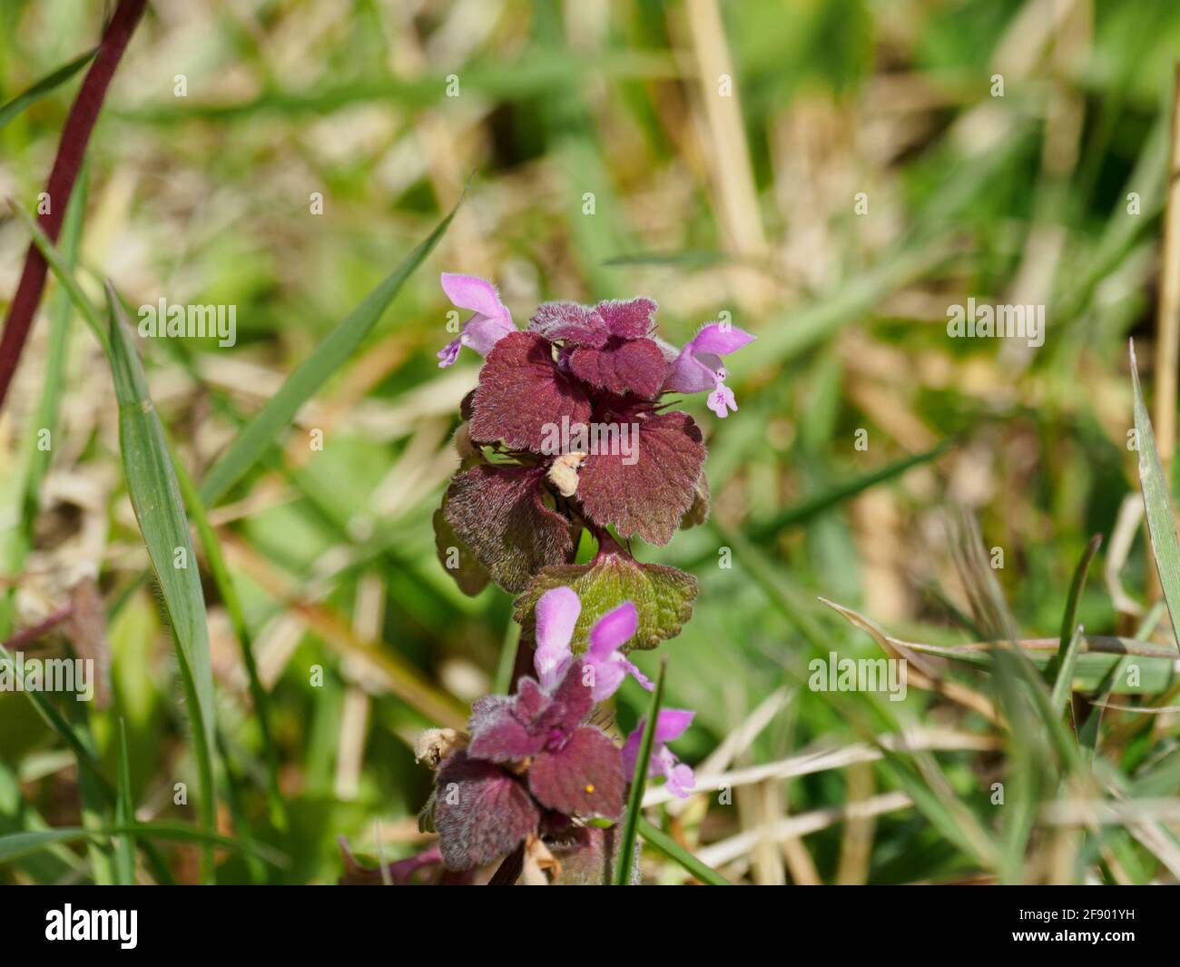 Lamium purpureum, known as red dead-nettle, purple dead-nettle, or purple archangel. Stock Photo