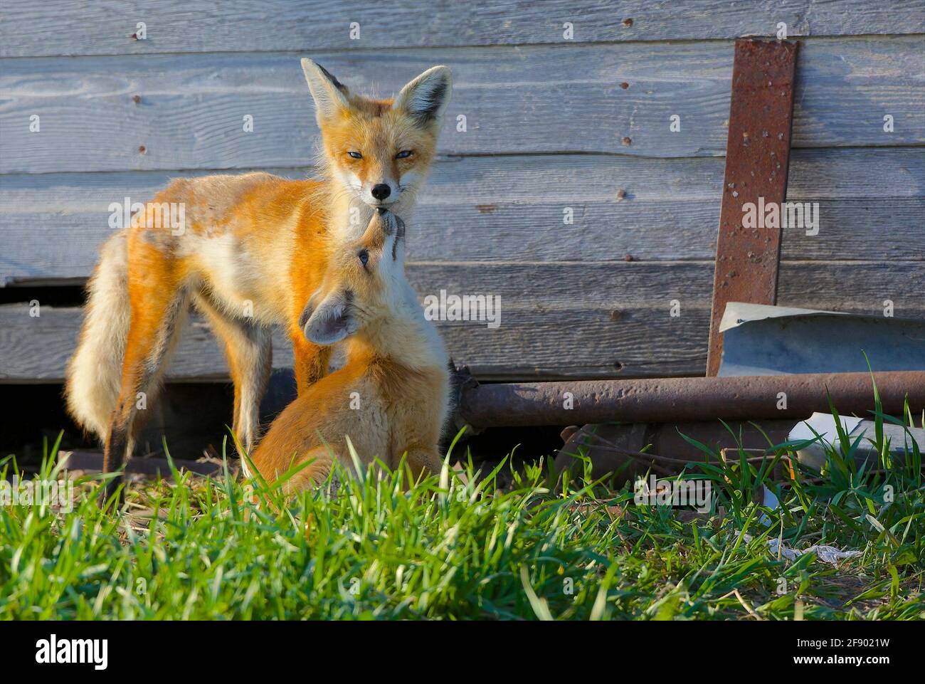 Red fox with kit asking to be feed. Regina, Saskatchewan, Canada Stock Photo