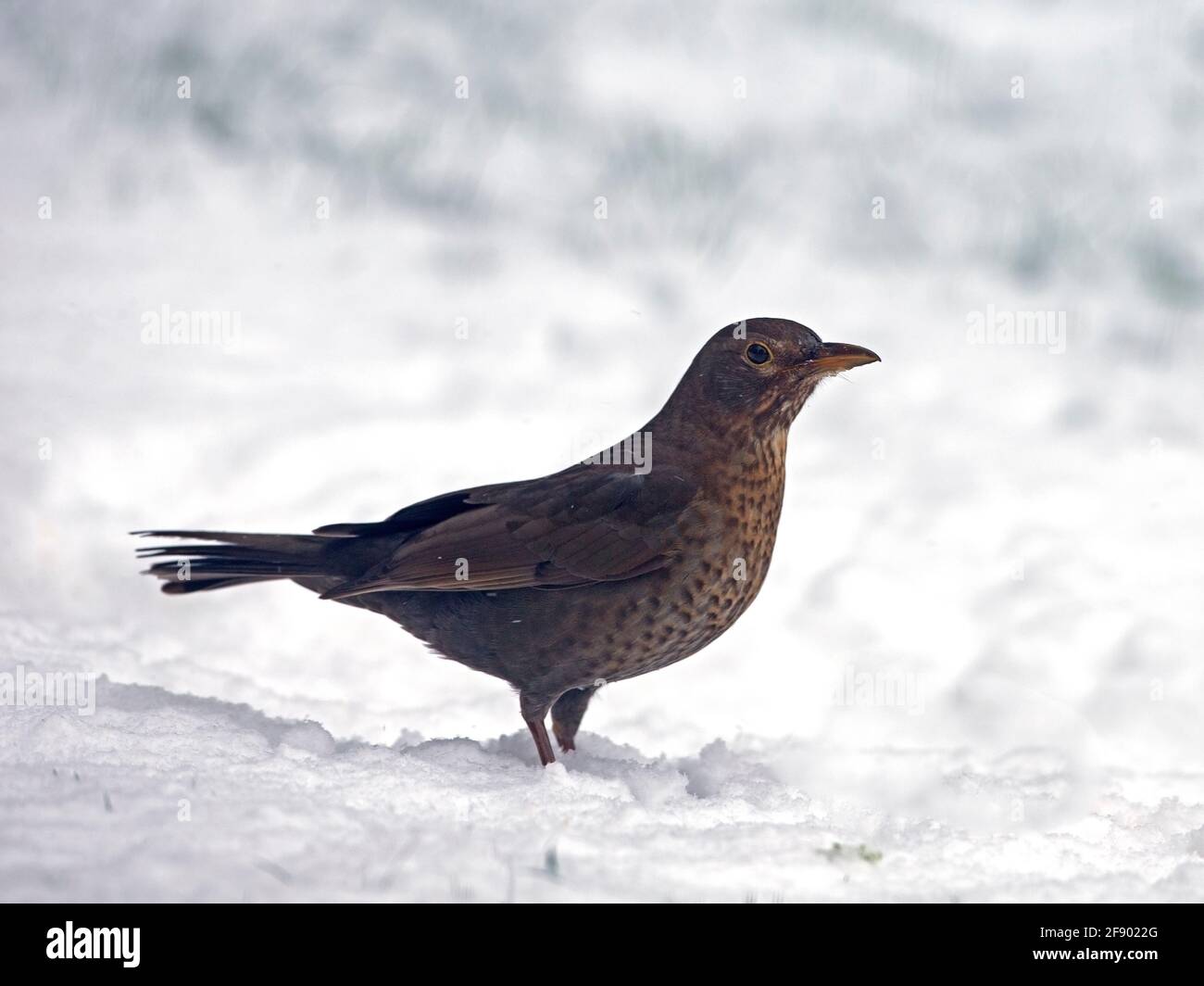 Female common blackbird standing in snow Stock Photo