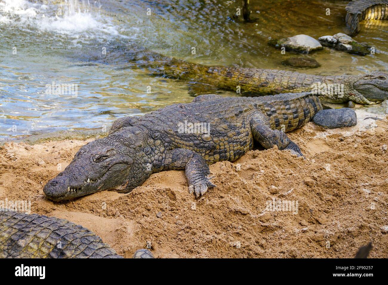 Crocodiles zoo hires stock photography and images Alamy