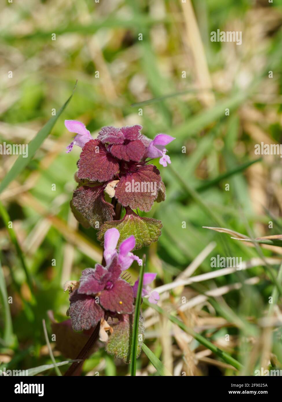 Lamium purpureum, known as red dead-nettle, purple dead-nettle, or purple archangel. Stock Photo