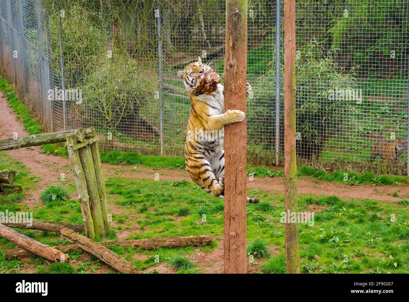 Tiger at South Lakes Safari Zoo, formerly South Lakes Wild Animal Park. In 2013 a tiger fatally mauled a zoo employee. Climbing pole at feeding time Stock Photo