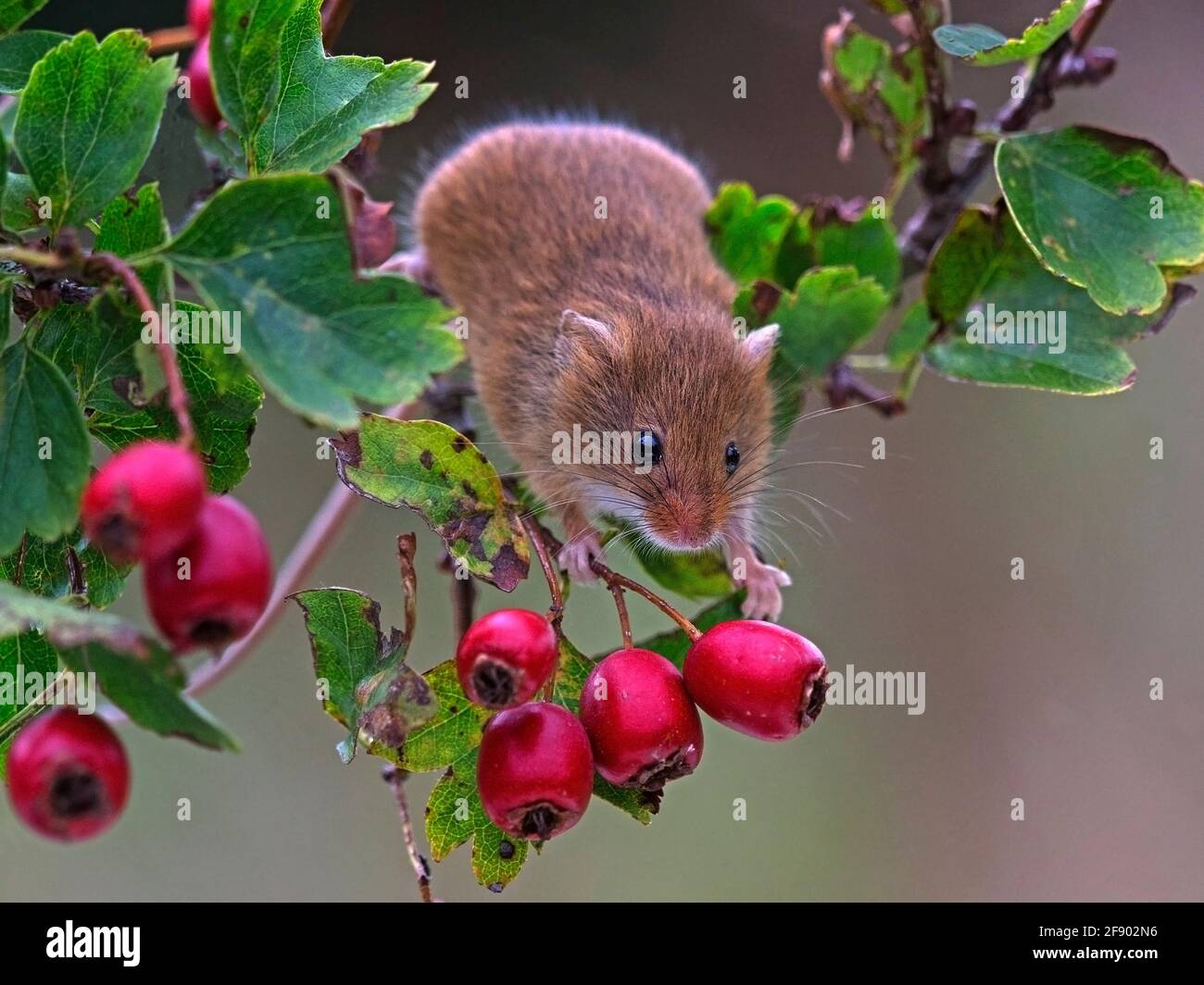 Eurasian harvest mouse on hawthorn berries Stock Photo