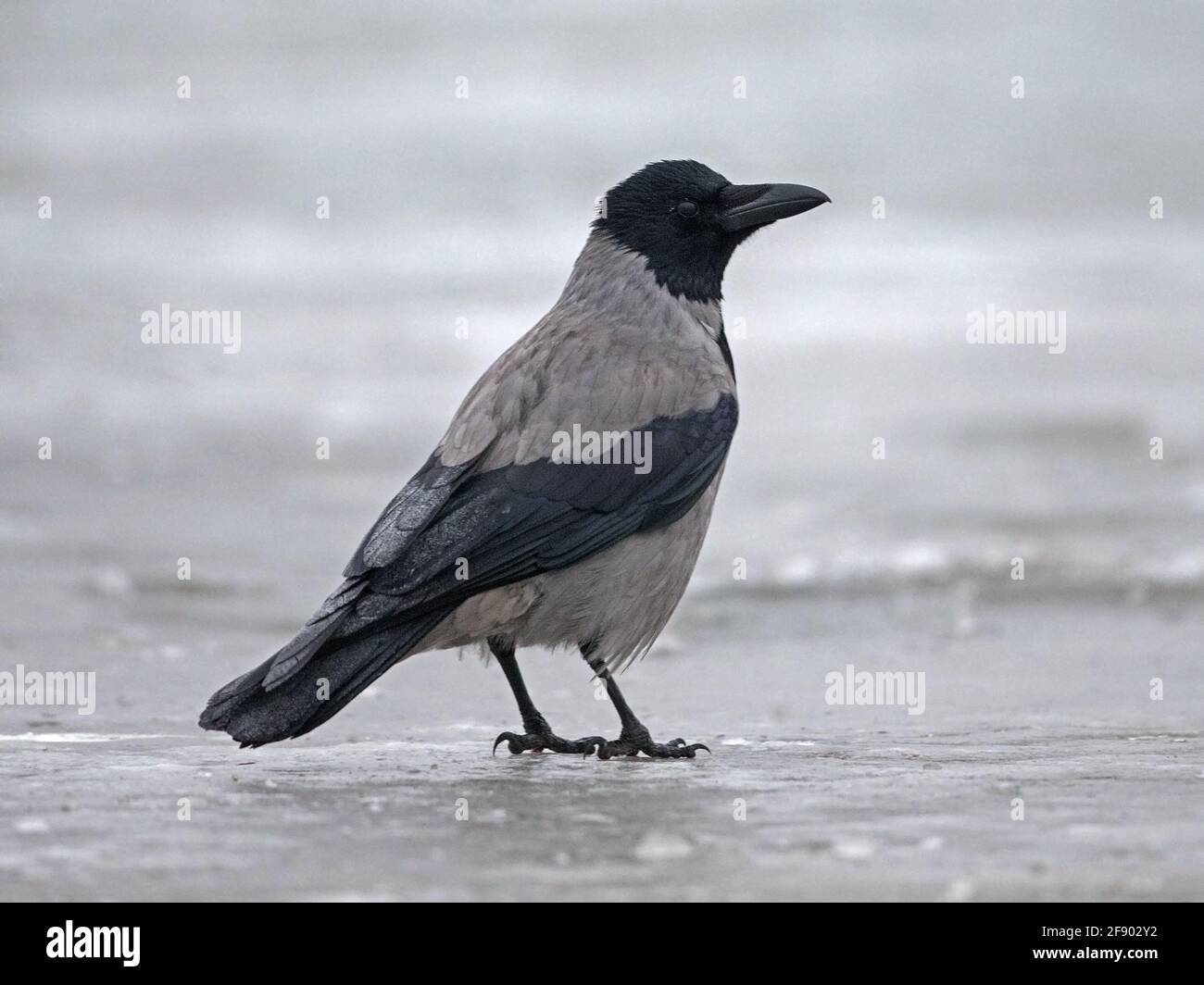 Hooded crow standing in snow Stock Photo
