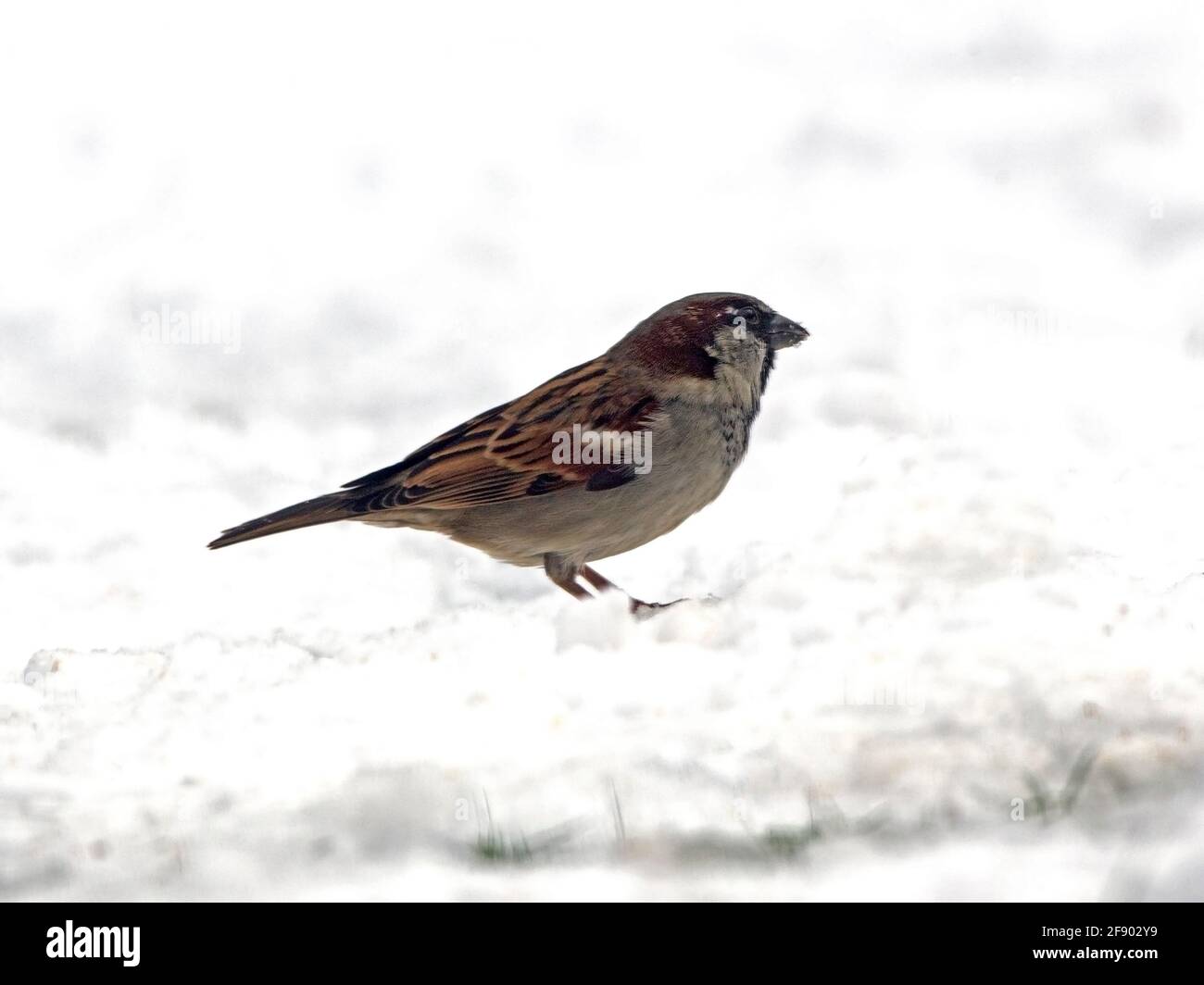 Male house sparrow standing in snow Stock Photo