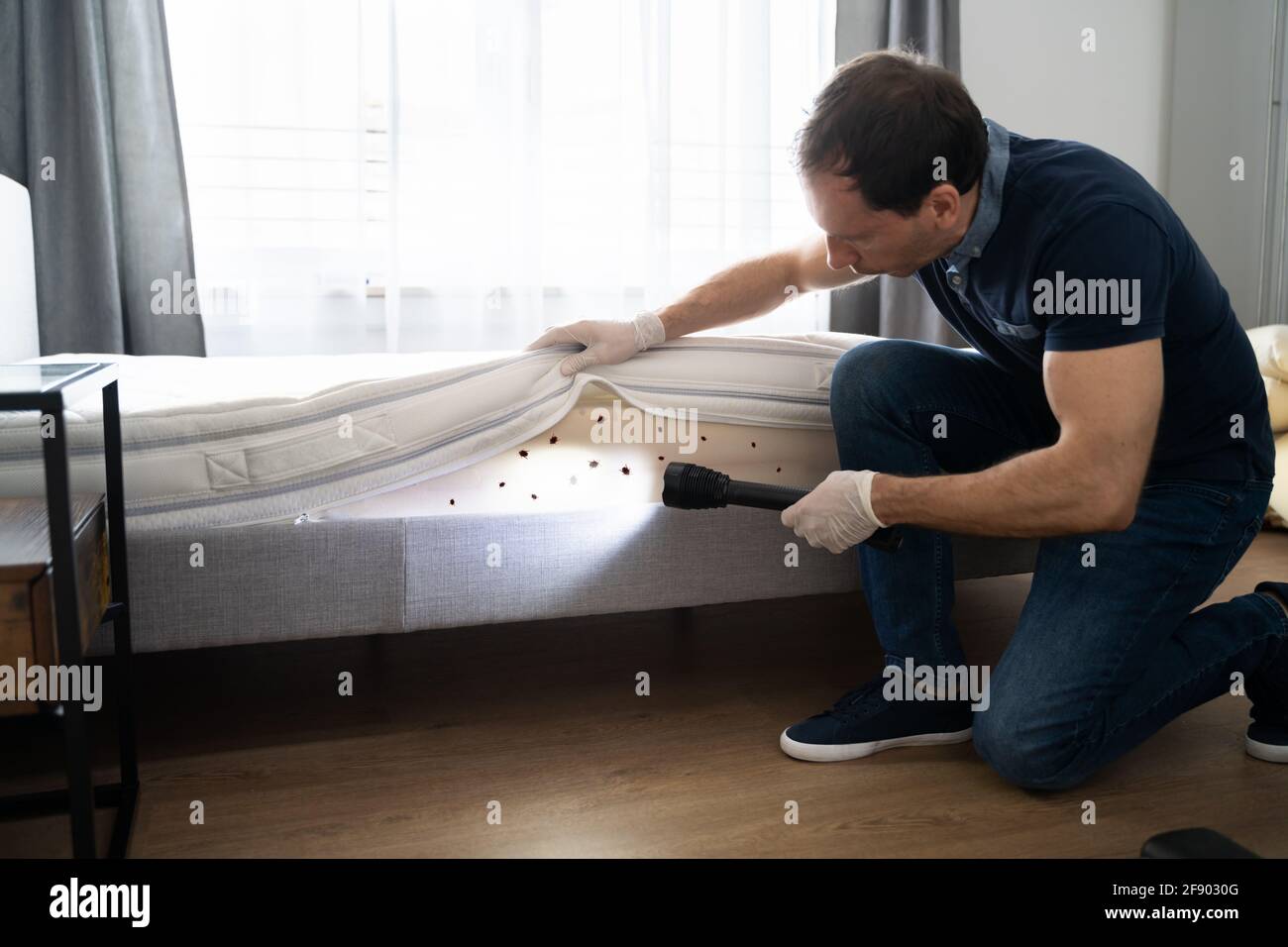 Bed Bug Infestation And Treatment Service. Bugs Extermination Stock Photo