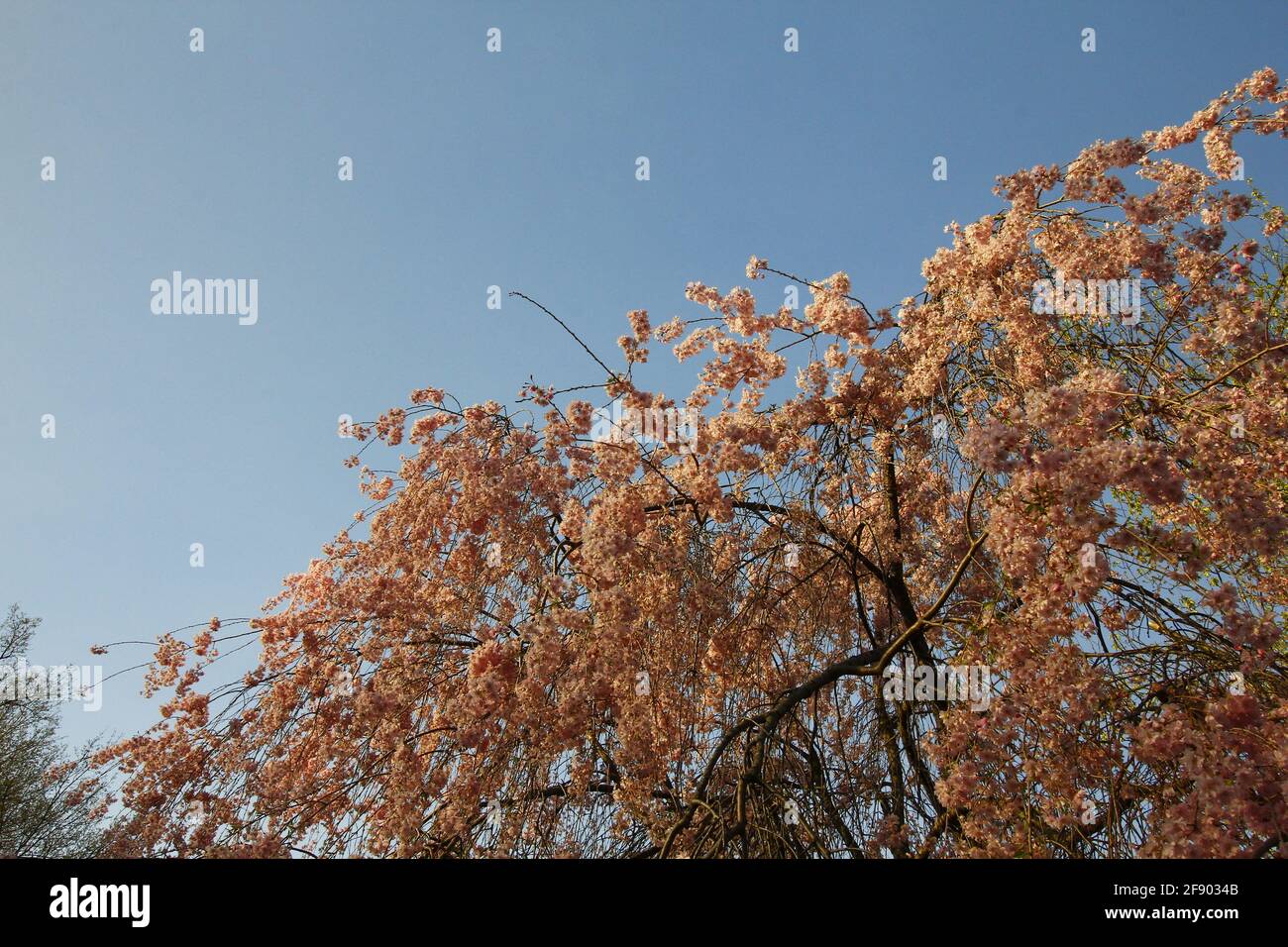 Weeping Cherry Tree in Bloom Stock Photo Alamy