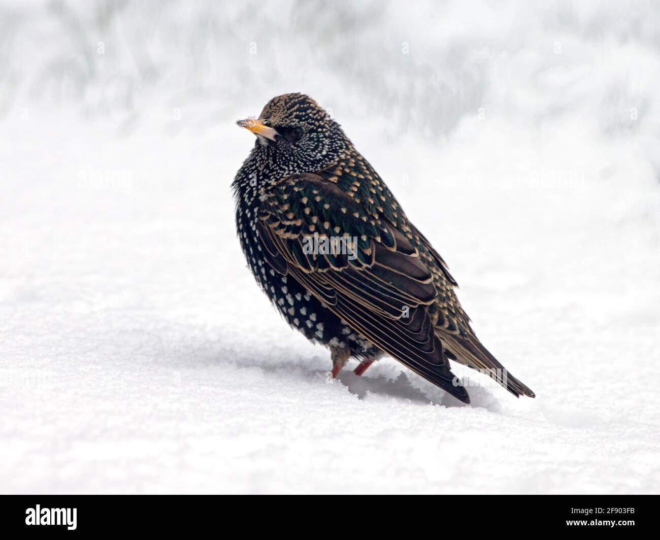 Common starling standing in snow Stock Photo