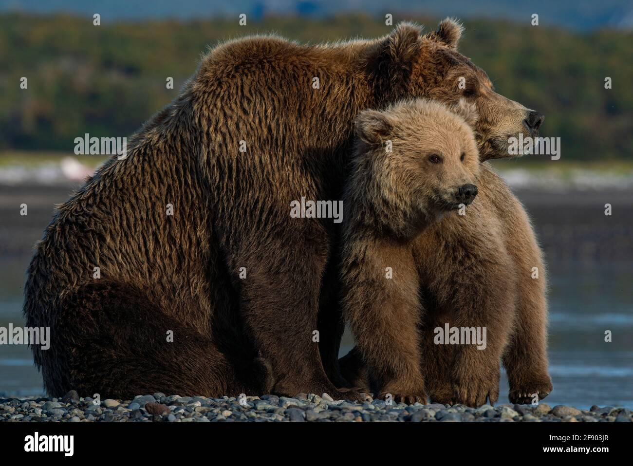 Coastal Brown bear in Katmai National Park, Alaska with cub Stock Photo ...