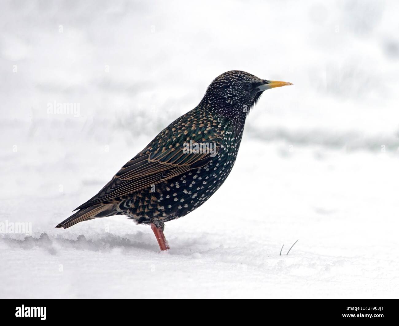 Common starling standing in snow Stock Photo