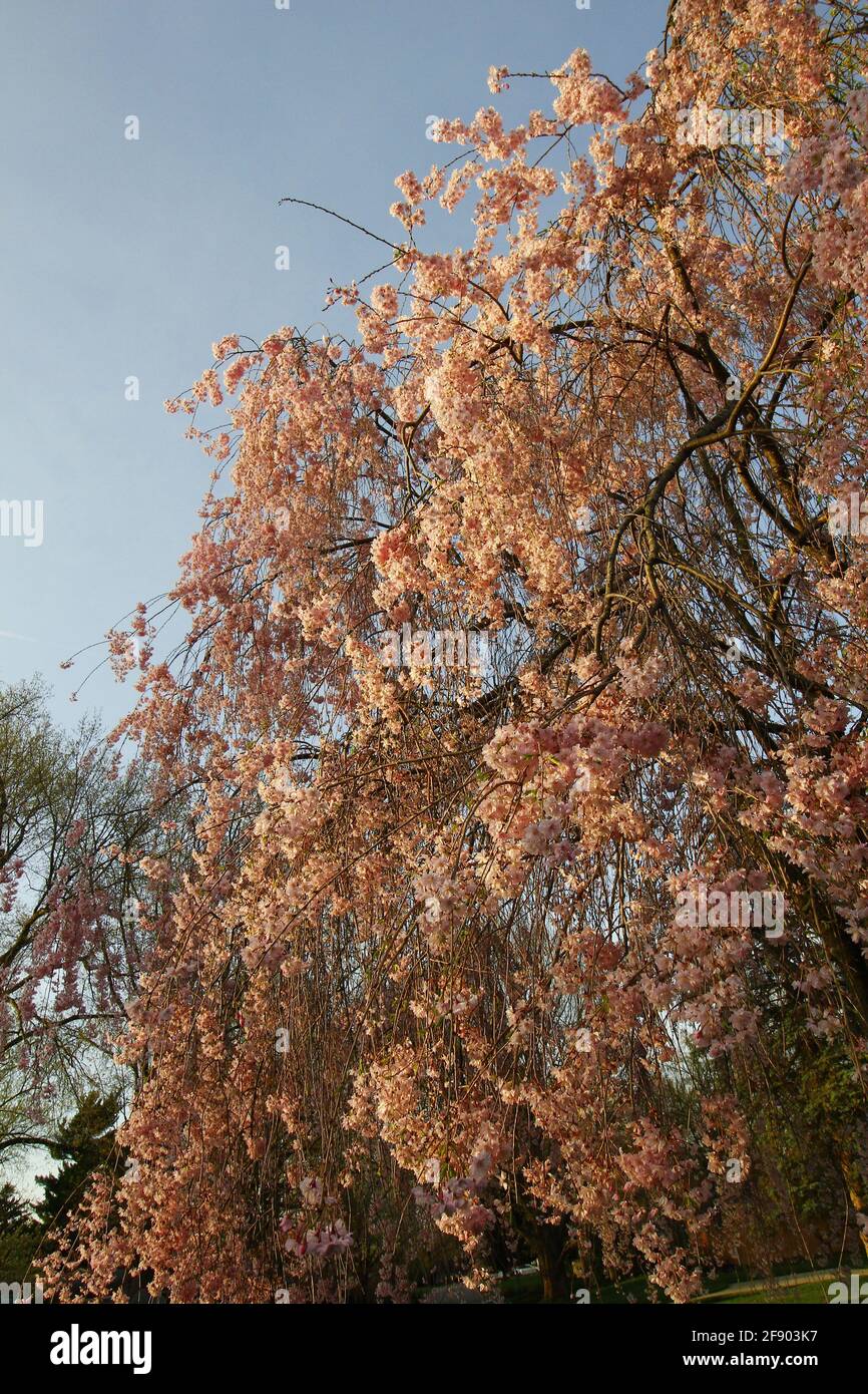 Weeping Cherry Tree in Bloom Stock Photo Alamy