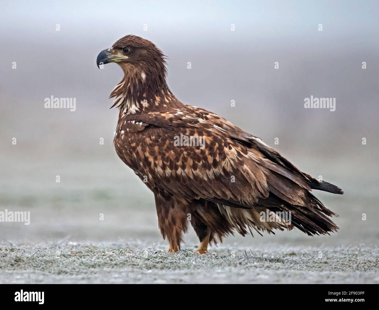 White-tailed eagle standing Stock Photo