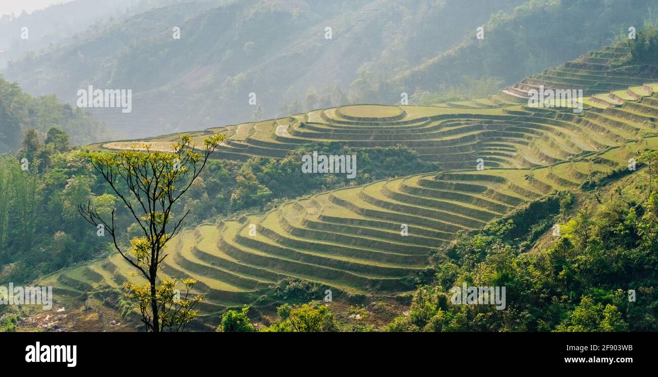 Рис холмы. Рисовые террасы Долины сапа, Вьетнам. Вьетнам колорит. Вьетнам холмы. Южный намбо Вьетнам.