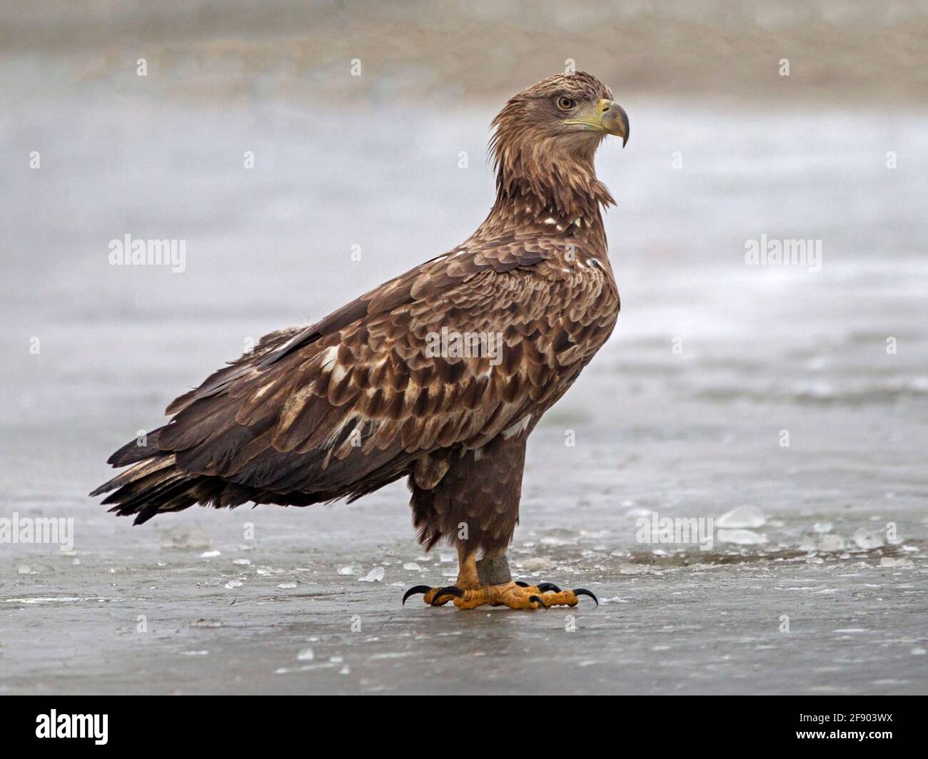 White-tailed eagle standing Stock Photo