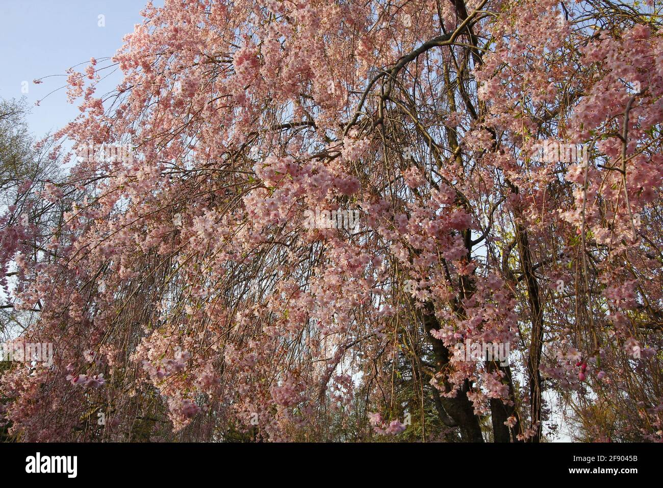 Weeping Cherry Tree in Bloom Stock Photo Alamy