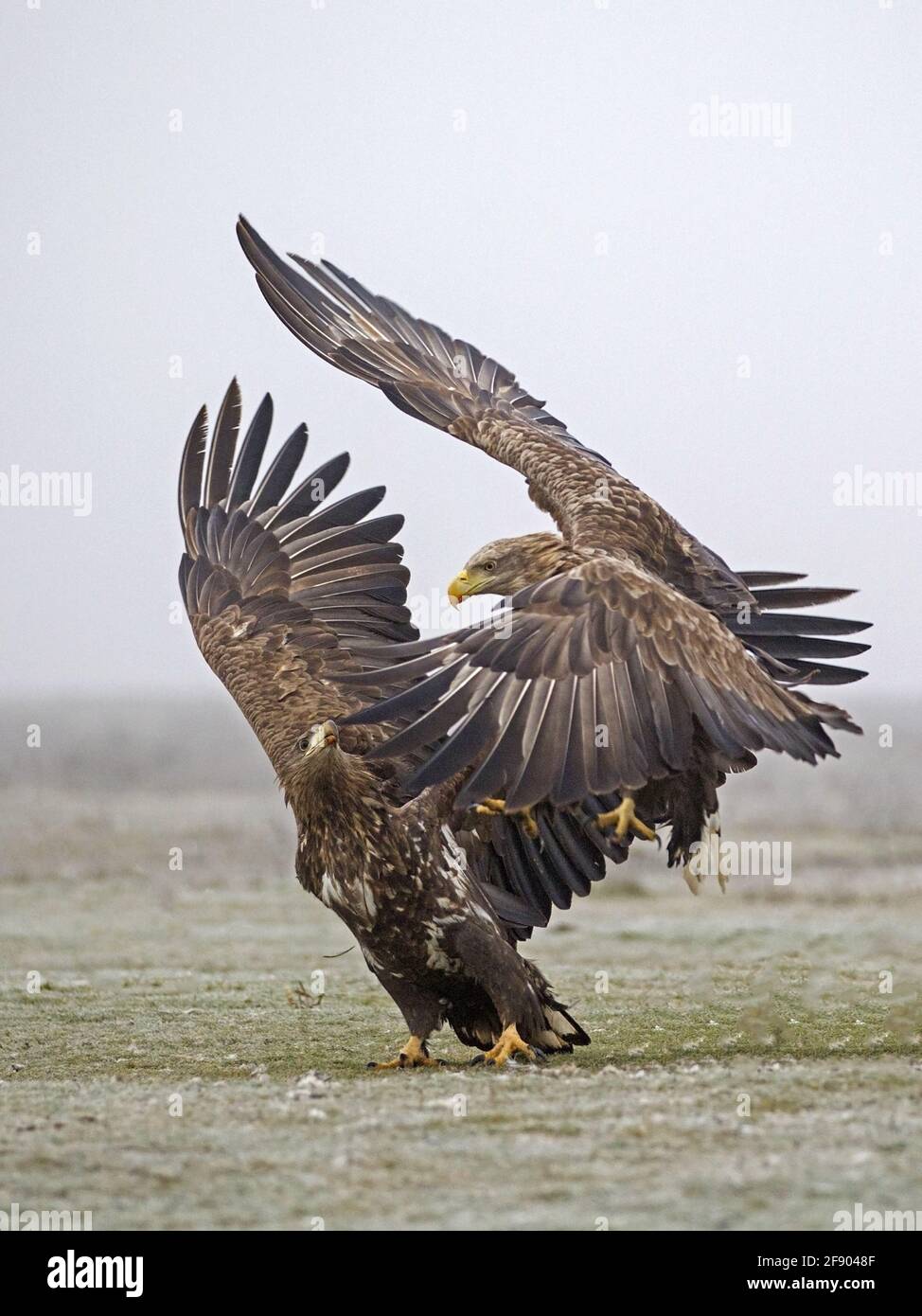 White-tailed eagle attack Stock Photo