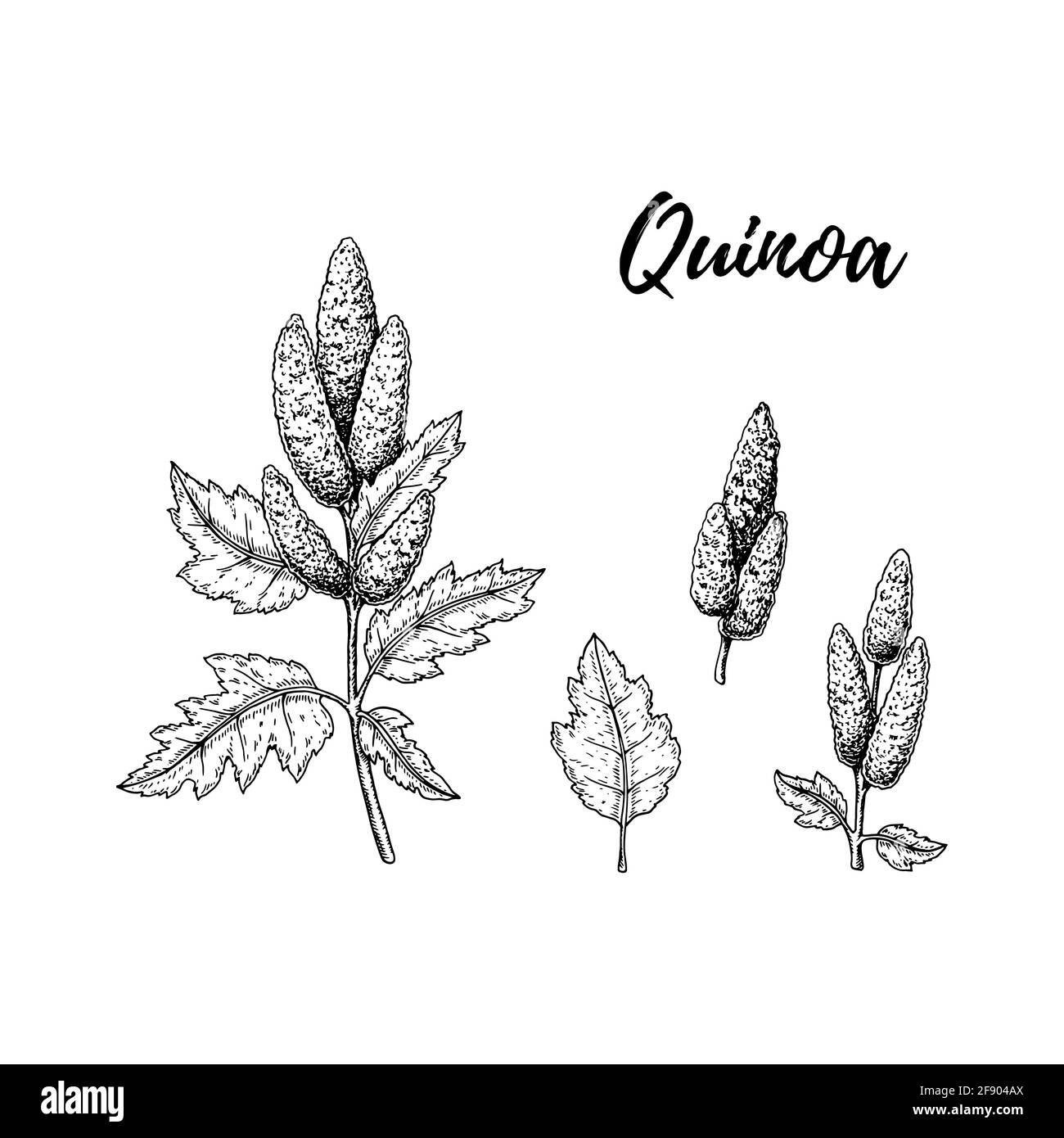 Set of hand drawn quinoa design elements isolated on white background