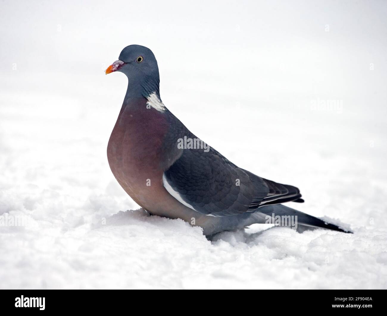 Common wood pigeon standing in snow Stock Photo