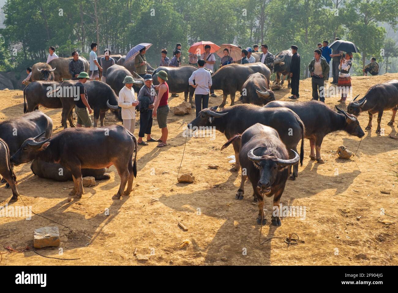 Bac Ha, Vietnam - April 4, 2016: Big buffalo Can Cau is a Saturday market in the northern part of Vietnam Stock Photo