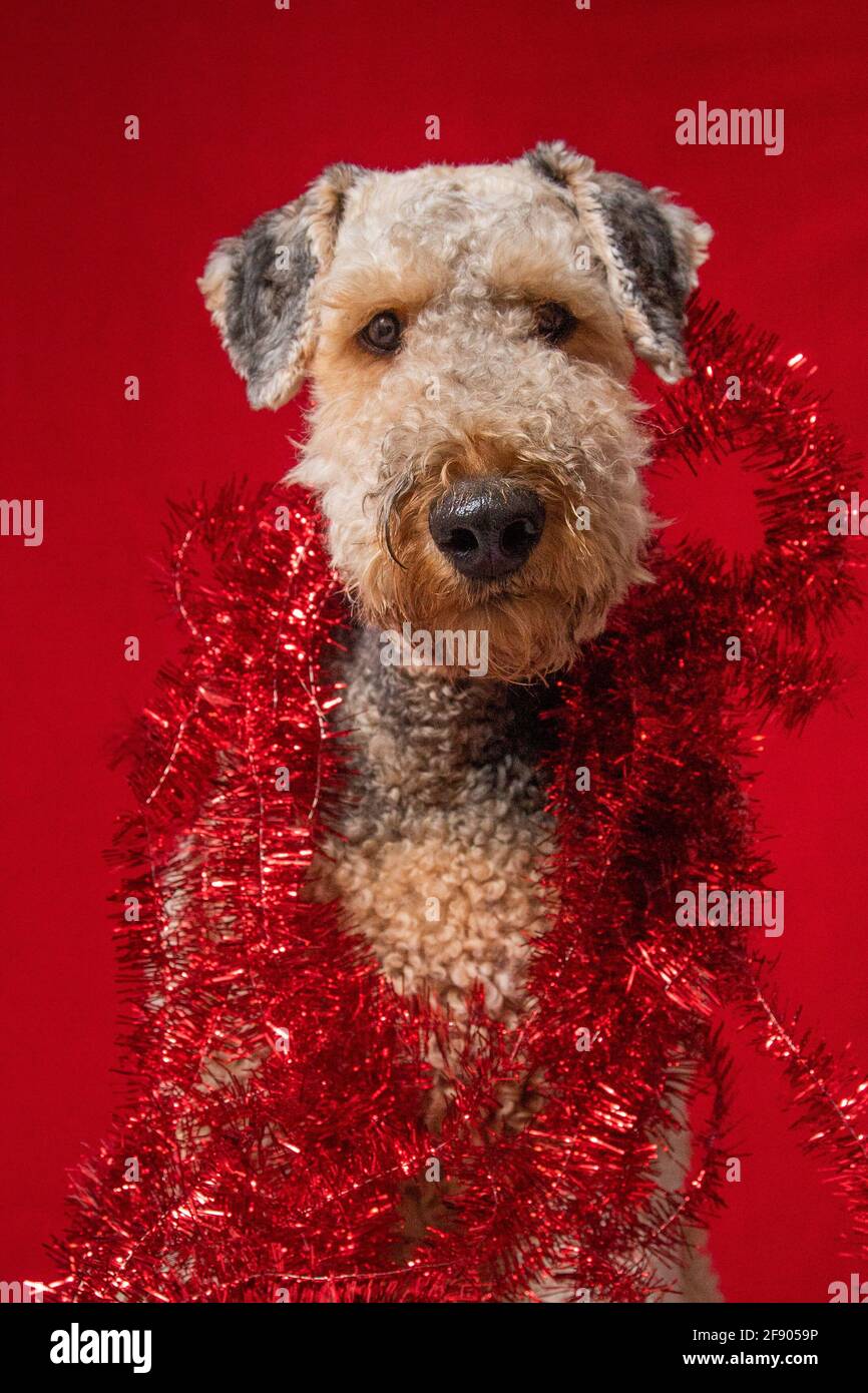 Portrait of an Airedale Terrier wrapped in red tinsel Stock Photo