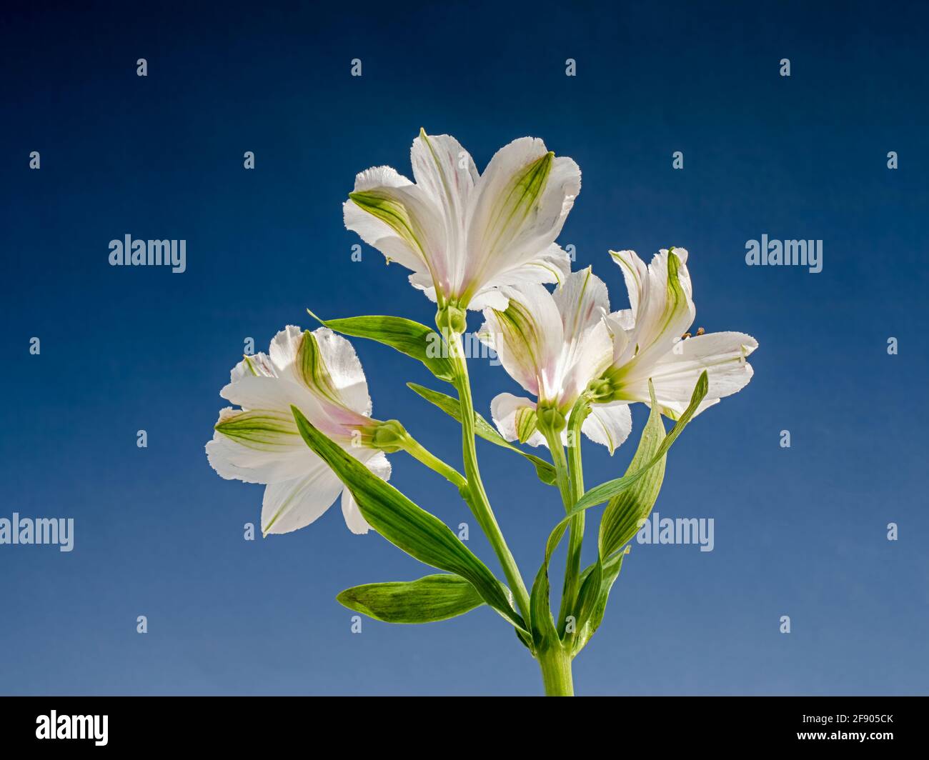 Close up of Alstroemerias (Peruvian Lily or Lily of the Incas) Stock Photo