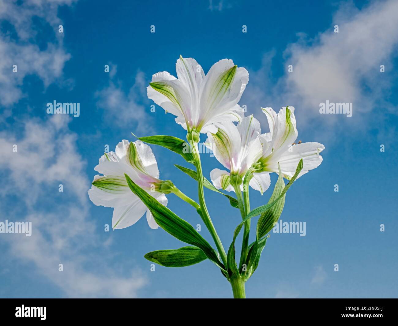 Close up of Alstroemerias (Peruvian Lily or Lily of the Incas) Stock Photo