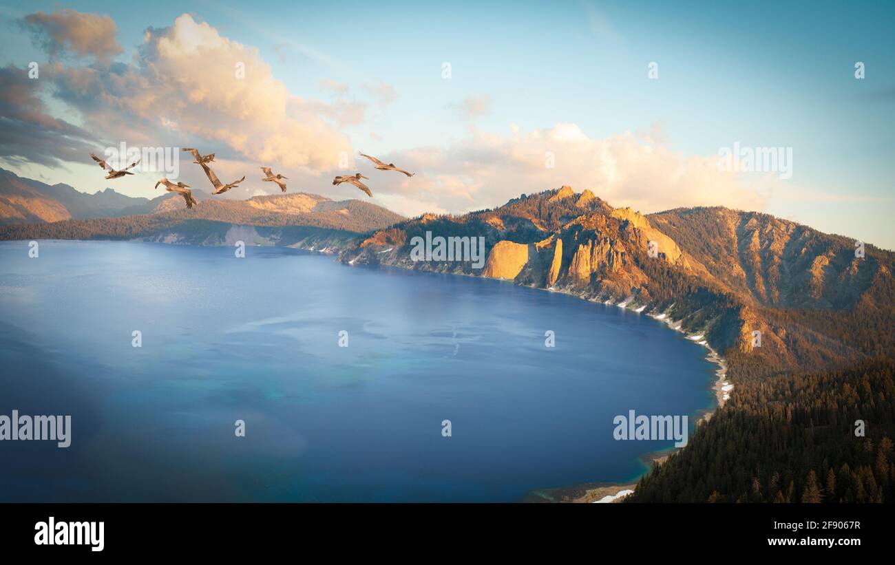 Flock of pelicans flying Over a crater Lake, Oregon, USA Stock Photo