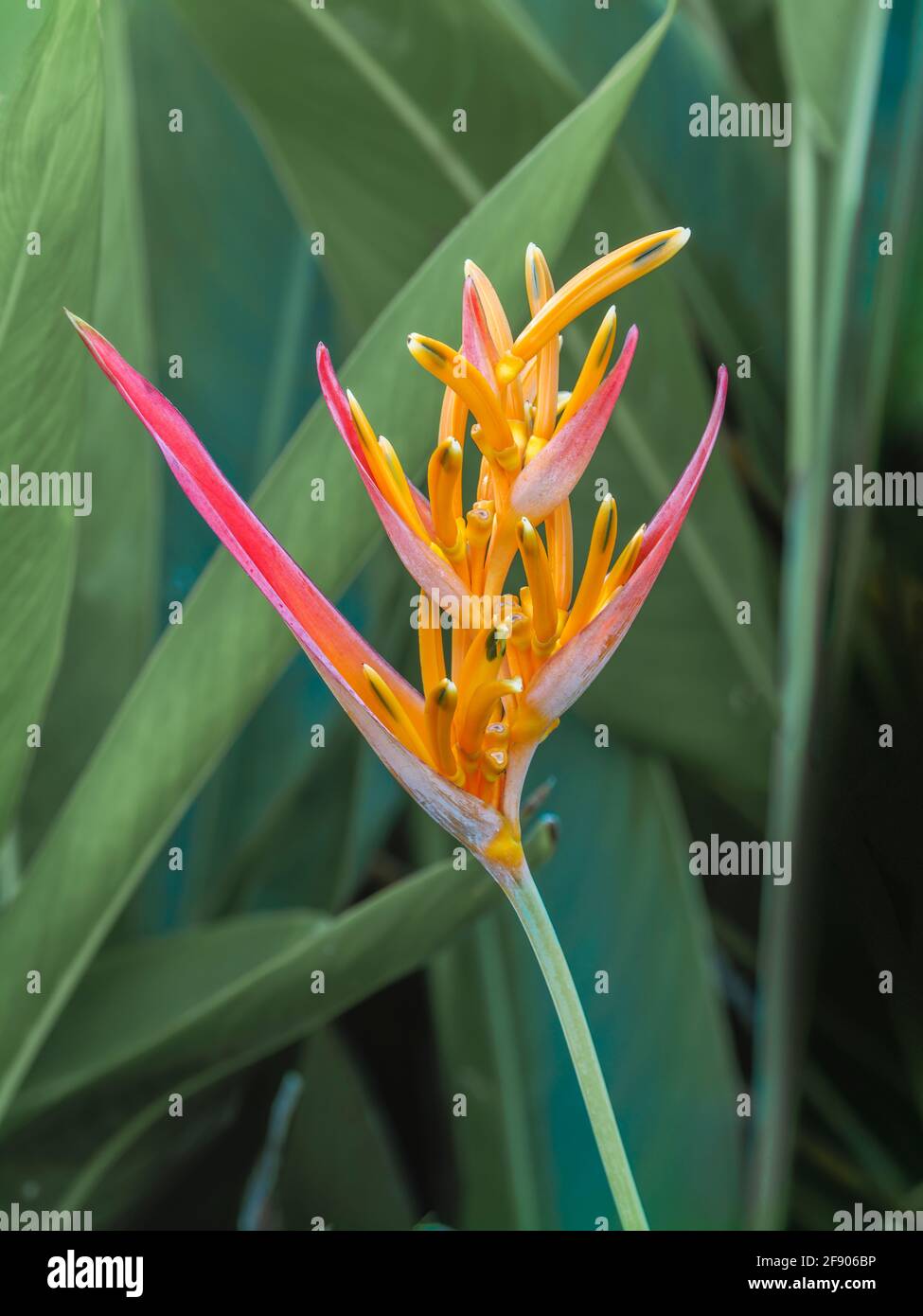 Close up of Parrot Heliconia flower (Heliconia psittacorum) flower and leaves Stock Photo
