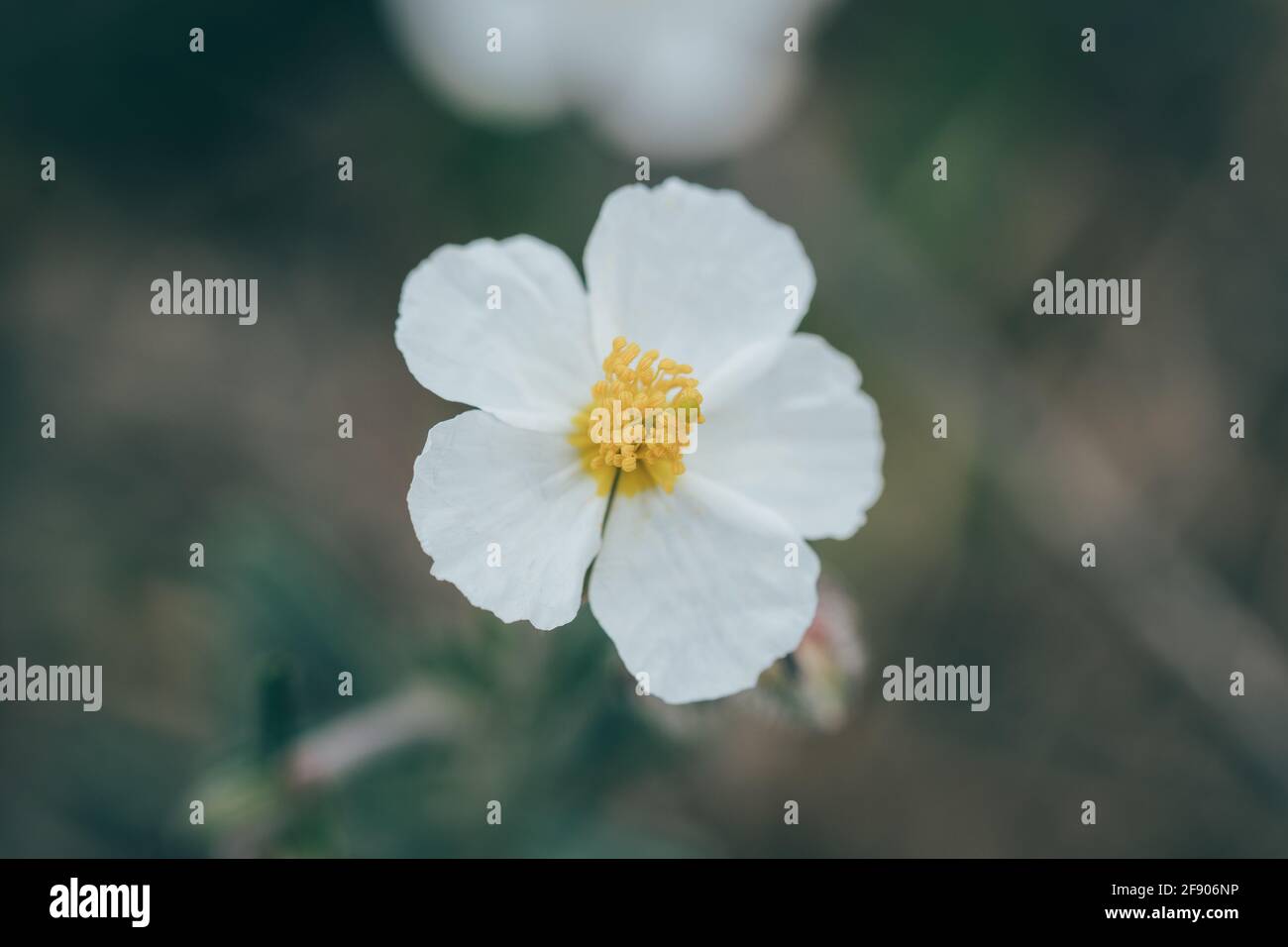 Yellow detail of anthers, stigma, pistil and filaments of a flower with white petals. Horizontal Stock Photo