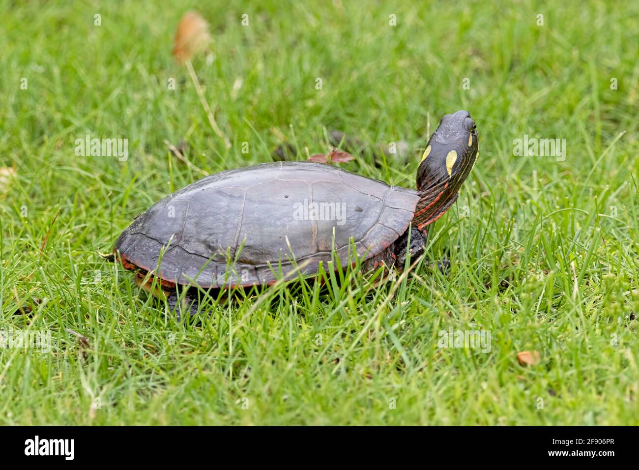 Small green turtle sales