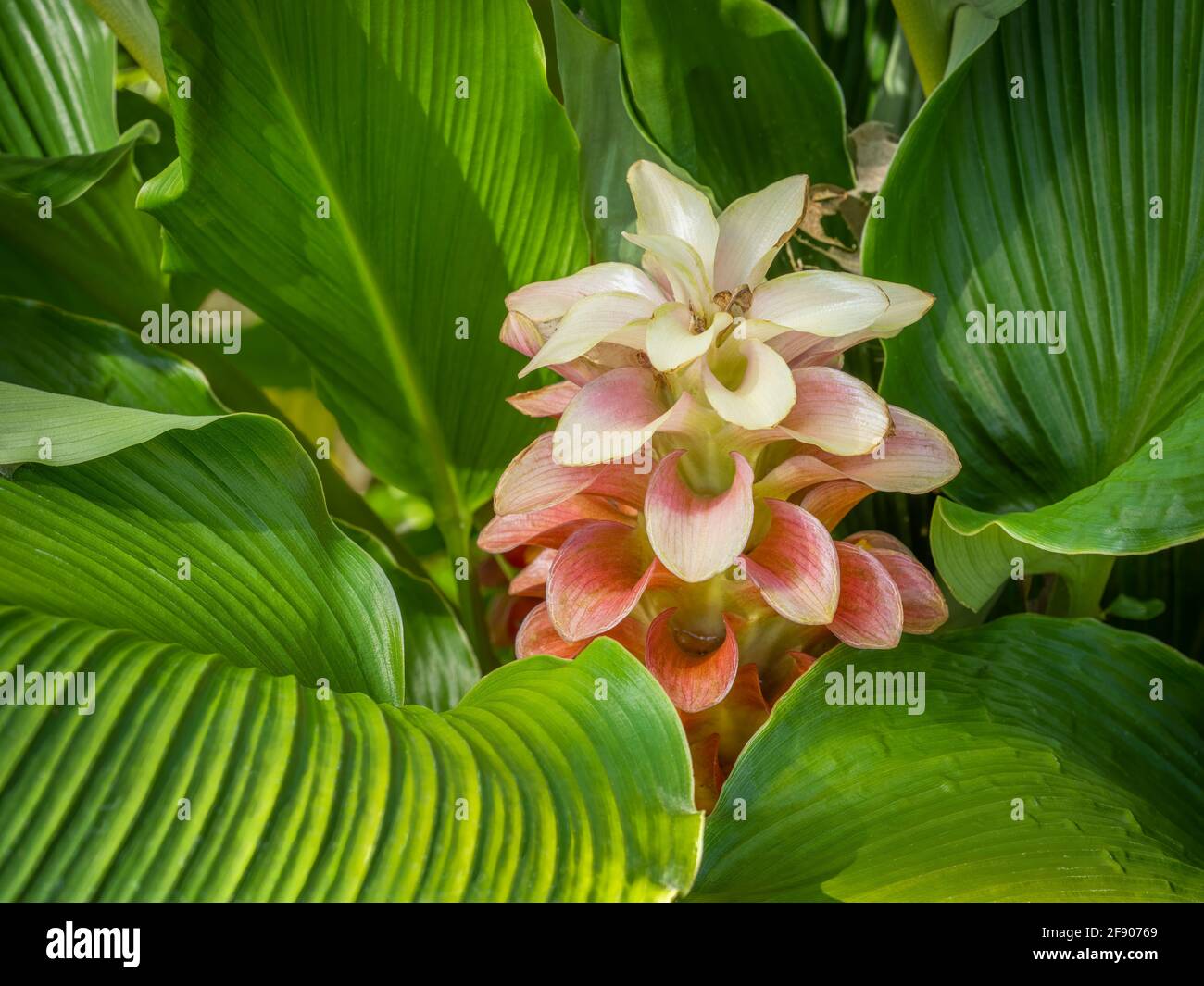 Close up of tropical flower Stock Photo
