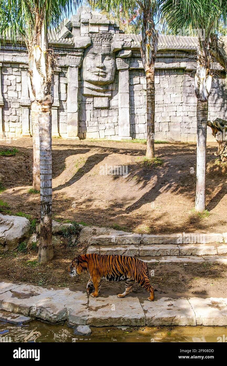 Landscaped and temple re-creation for the tiger enclosure in Bioparc Fuengirola, Fuengirola Zoo, Costa del Sol, Spain, Europe Stock Photo